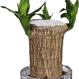 Imported Lucky Brazilian Wood Plant – Symbolizes Good Luck, Prosperity, and Positive Energy; Perfect for Home and Office Spaces.(Pack of 1) (Large)-picture-17