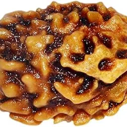 Real Seed Natural 4 Mukhi Rudraksha (4 Face Rudraksha) Lab Certified Rudraksha, Four Face Rudraksha-picture-24