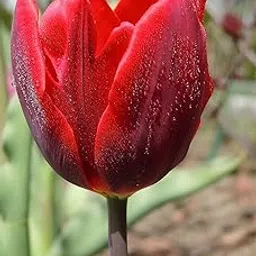 Tulip Imported Flower Bulbs for Home and Gardening Pack of 5 Bulbs (RED)-picture-25