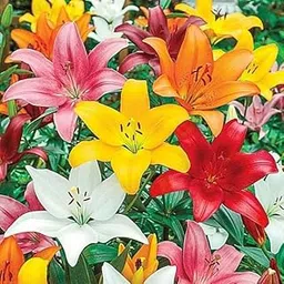 Mphmi Seedless Plant Plants Asiatic Lily (Random Color) - Bulbs-image-70