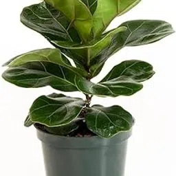 Creative Farmer Garden Plant Ficus Lyrata, 8.5 Cm Pot Best Indoor Plants For Dark Rooms (Exotic Healthy Live Plant)-image-4