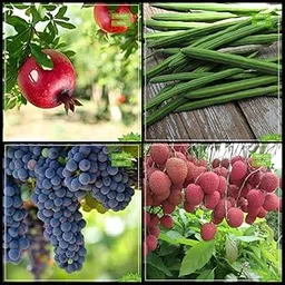 Creative Farmer Pack Seeds Combo Fruit : Pomagranate, Moringa, Grape, Litchi Tree Seeds Terrace Gardening-picture-30