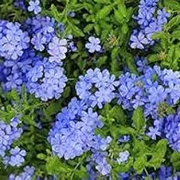 Semi di fiori blu Plumbago-picture-14