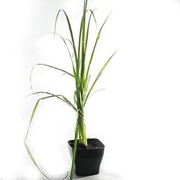 Guru nursery Lemon Grass-picture-32