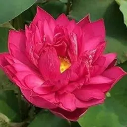 GO GREEN Lotus plant LIANG LI MICRO LOTUS Organic Water Lilies Lotus Bowl Aquatic Plants Flower Easy from tuber, Bonsai Planting Pond Indoor Outdoor Decor (Potter Bear)-picture-16