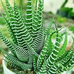 Live Zebra Haworthia Succulent Plant in White Pot, Small Indoor Decorative Cactus-image-23
