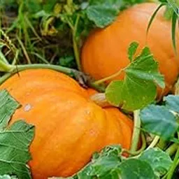 Red pumpkin seeds for planting 100% germination (80 seeds)-picture-24