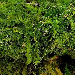 7 Hill's Live Green Moss Grass, for Fairy Tale Garden, Mini Garden, Terrarium (500 g)-picture-27