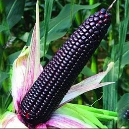 Radha Krishna Agriculture® Sweet Corn Black Vegetable Seeds For gardening (PACK OF 50-60 SEEDS)-image-43