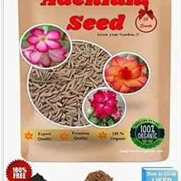 Nvii Adenium, Adenium Obesum Mix, Desert Rose Mix Flower pack of 15 Seeds With Free Cocopeat, Vermicompost & Secrets Formula " How to Grow"-image-41