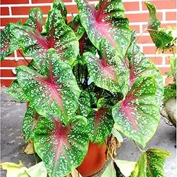 Caladium Plant Live With Pot Pack of 10 Bulbs without pot-picture-16