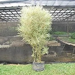 Creative Farmer Live Plant Bamboo Grass Variegated Bushy Foliage Garden Plant(1 Healthy Live Plant)-picture-11