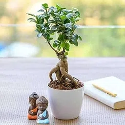 Mphmi NCR Live Plants Bring Good Luck to your Parents with Buddha and Ficus Bonsai-image-30