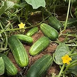 Hybrid Desi Cucumber/Kheera Seeds For Kitchen Gardening-(300 Seeds)-picture-11