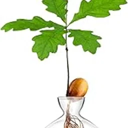 Acorn Sprouting Seed Starter Planter Vase Terrariums Pot Acorn Tree Growing Kit Deco Glass Bulb Propagation Vases Grow Acorn Trees at Home Acorn Tree Growing Kit Unusual Gardening Gifts for Her Him-image-53