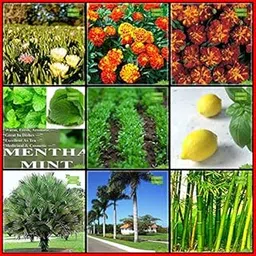 Creative Farmer Season Seeds Combo Herb Seeds & Flower Seeds : Burf-Yellow, Marigold- Bonita, French Marigold-Red, Livistona Jenkinsiana, Bottle Palm Seeds, Bamboo, Mint, Cress Common, Lemon Basil Fruit Seeds For Home Garden-image-47
