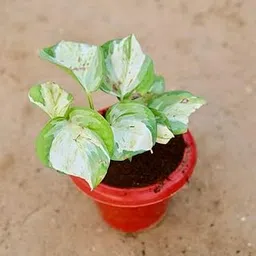 mphmi Marble Money Plant/White Planthos in 6 Inch Classy Red Perennial plants Plant-picture-10