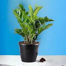 ZZ plant indoor live plant cactus,Zamia live plant Indoor House Plant with Glossy Green Leaves Pack of 1 With pot-picture-17