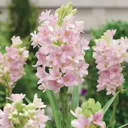 Plantopia Pink Rajnigandha Live Bulb Polianthes tuberosa L Tuberose Beautiful and Charming Flower Bulb For Home Garden Pack of 1 Without Pot, PP_91-picture-21
