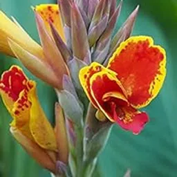 Radha Krishna Agriculture™ Imported Excellent Quality Mix Colour Canna Lily, Canna indica Flower Bulbs for Home Outdoor Gardening Plants Flowering Bulbs (Pack Of 2)-image-72