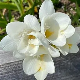 Radha Krishna Agriculture Freesia White Color Fragrant Flower Bulbs Perennial Blooming Double White Indoors & Outdoors (5 PCS) of Freesia Bulbs-image-34