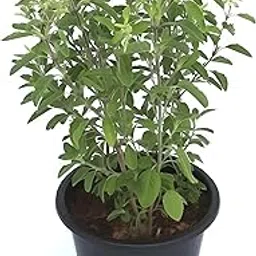 Oyeboy Ayurvedic Tulsi Live Plant with Pot Holy Basil Plant Tulsi Pooja Plant Krishna tulsi for Home Garden-picture-11
