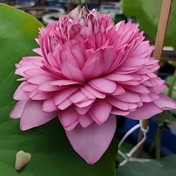 ALOCHUZ Lotus live plant Tropical varities All Season Blomming Plants Tuber (Ultimate 1000 Petals) INDOOR & OUTDOOR-image-71