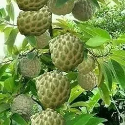 Golden Bloom Hybrid Custard Apple Super Green Thai Sugar Apple Sitafal Ata Fruit Live Plants Tree (pack of 1)-picture-11