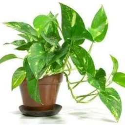 PMK E STORE Money live plant-picture-21