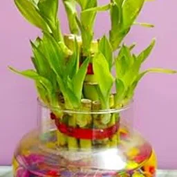 Green Homes 2 Layer Lucky Bamboo Plant with Glass Pot and One Colorful Pebbles Packet-picture-13