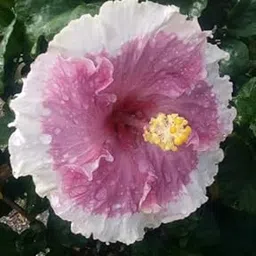 FasanGreen Hibiscus Flower Outdoor Plant with Plastic Bag (Pack of 1)(FG_1104)-picture-35