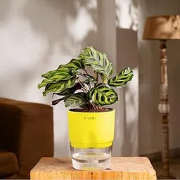Kyari Peacock Live Indoor Plant with Green Self Watering Pot - Small 4 Inch image 1