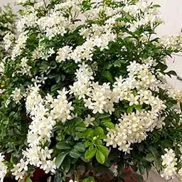 Murraya Madhukamini Paniculata Plant | Highly Fragrant Flower Plant & Tree | Murraya Paniculata Flower Plant | Pack of 1 Live plant-picture-23