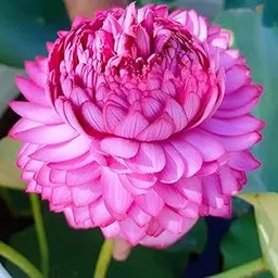 ALOCHUZ ULTIMATED PINK Lotus Live Plant (TUBER/Root) Orginal Variety Guarante Blooming BIG Hybrid Water Lotus For OutDoor & Indoor//PACK OF 1-picture-12