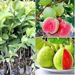 Thai Guava Fruit Plants – Easy to Grow Dwarf Variety – Ideal for Indoor & Outdoor Gardens, Fast Fruit Bearing, Sweet & Nutritious Guavas-picture-19