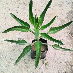 Zixam Live Kalanchoe Plant - Mother of Thousands (Kalanchoe Daigremontiana)-picture-14