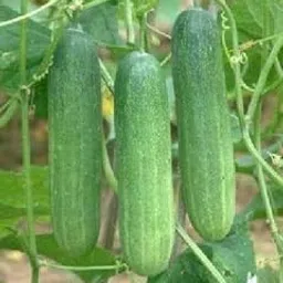 Golden Hills Farm Hybrid Long Cucumber Plant 100+ Seeds-image-16