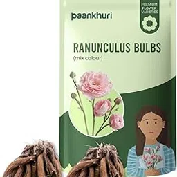 Paankhuri™ Imported Ranunculus Mixed Flower Bulbs for All Seasons, Indoor and Outdoor Garden Growing (Pack of 2 Bulbs)-picture-32