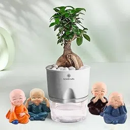 FlowerAura Air Purify Live Indoor Ficus Bonsai Plant in Self Watering Pot with Buddha Monks for Living Room, Balcony, Home/Office Decor | Premium Gifting | Improving Air Quality | Reducing Stress-picture-28