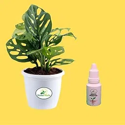 Home Shala Air Purifying Broken Heart Indoor Live Plants for Living Room, Home, Office, Table, Kitchen & Desk Decor | Black Pot & FREE FERTILISER Included |-image-17