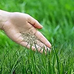 Premium All Season Grass Seeds for Garden and Lawn, Fast Growing Drought Resistant Turf, Dense Green Coverage for Home, Parks, Landscaping, Approx 5000 pcs-picture-15