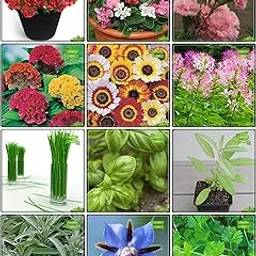 Creative Farmer Terrace Garden Combo Herb Seeds & Flower Seeds : Antirihinum Tom Thumb Dwarf Mix, Garden Balsam, Carnation Mix, Celosia Dwarf, Chrysanthemum, Cleome Spinosa Mix, Lemon Grass, Basil Green, Sage Broad Leaved, Parsley Gigante ’D Italia, Borage, Celery For Cutting Gewone Snij Fruit Seeds For Home Garden-picture-11