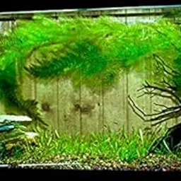 Hornwort aquatic plants,plants for hornwort aquatic (Pack of 7)-picture-21