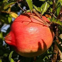 Grafted Dalim Live Plant – Sweet Pomegranate Fruit Tree for Outdoor, Terrace, and Farm Plantation | Pack Of 1-picture-28