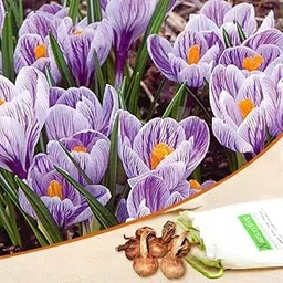 Mphmi Seedless Plant Flower Bulbs Plants Crocus Pickwick (Light Blue) - Bulbs-picture-16