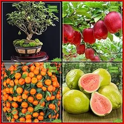 Creative Farmer Best Price Combo Bonsai Suitable : Psidium Guava, Apple, Orange, Giant Guava Fruit Bonsai SuitableKitchen Garden Pack-picture-25