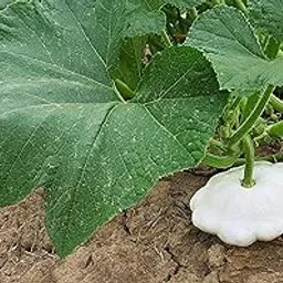 Hybrid Patty Pan Squash Seeds for Home Gardening-20 Seeds-image-70