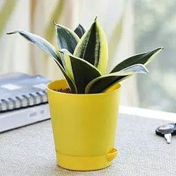 Table plants for Office desk,Sansevieria Golden hahnii, Mini Snake plant,Air purifier plant, Live Plant (Pack of 1)-picture-41