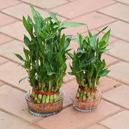 Set of 2-2 & 3 Layer Lucky Bamboo in Inch Live Plant Glass Bowl-picture-17