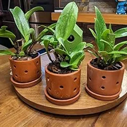 The Handicraftian Exclusive Terracotta Modern Orchid Small Planter for Indoor Outdoor and Home Dcor (4 Inch-Set of 2)-picture-13